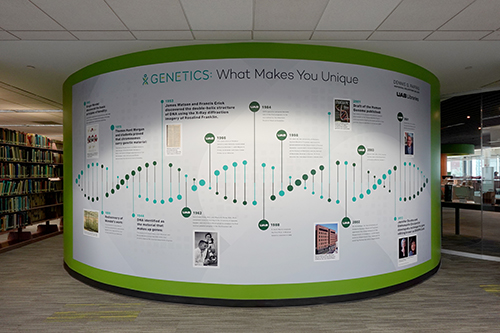 Timeline of history of genetics research displayed on vinyl material on a curved wall in Lister Hill Library.